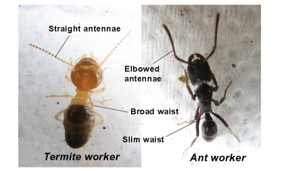termite vs ant_2