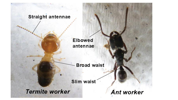 termite vs ant