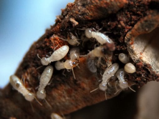 no bugs what do termites look like