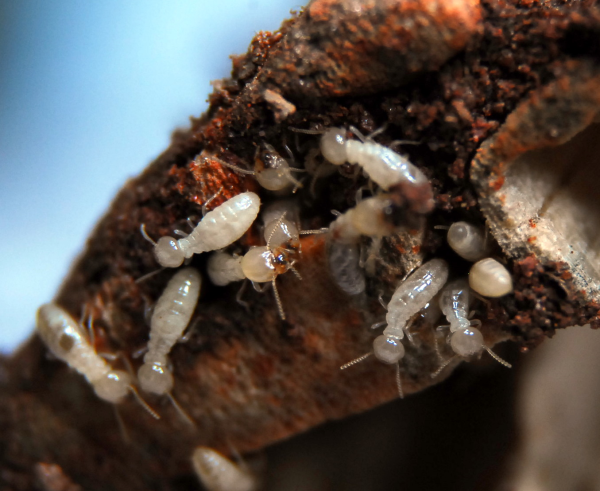 do termites look like maggots