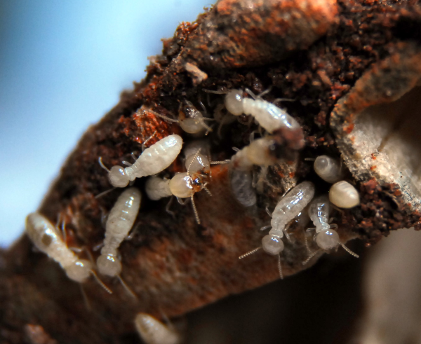 subterranean termites