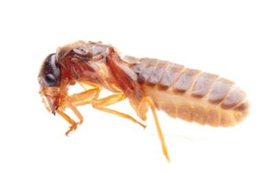 6 Signs of Termite Infestation