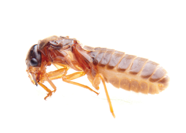 Show me a picture of a termite online