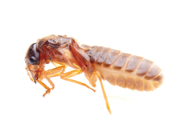 termite