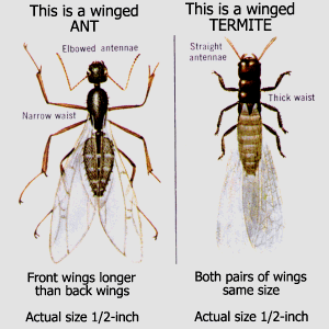 ants vs. termites