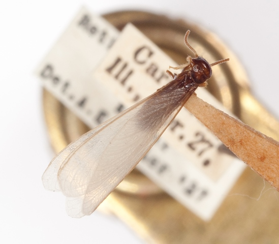 Termite swarmer resized for web resized 600