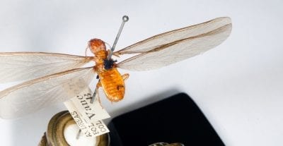 Termites in Indiana. Are you prepared for these spring pests?