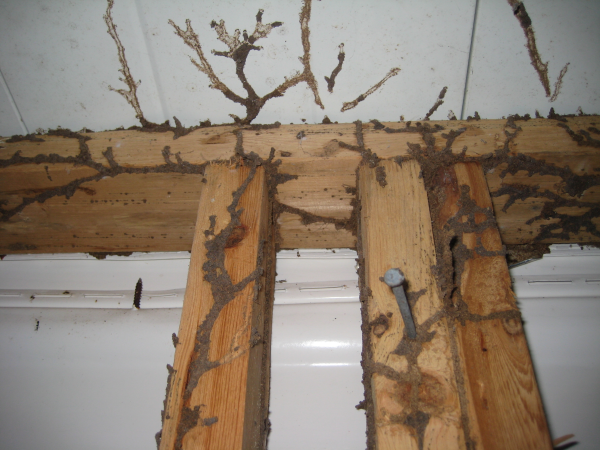Termite infestation deals