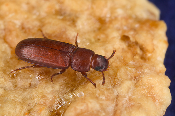 flour beetle on food