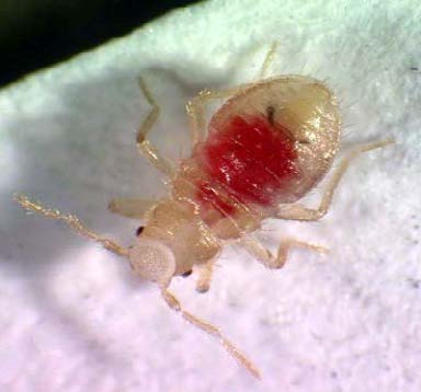 young bed bug