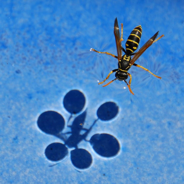 wasps in the pool resized 600