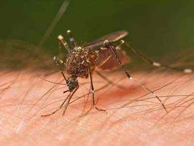 mosquito feeding on arm