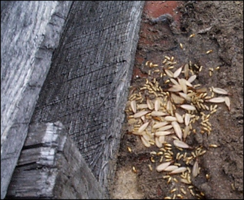 flying termites and termite wings