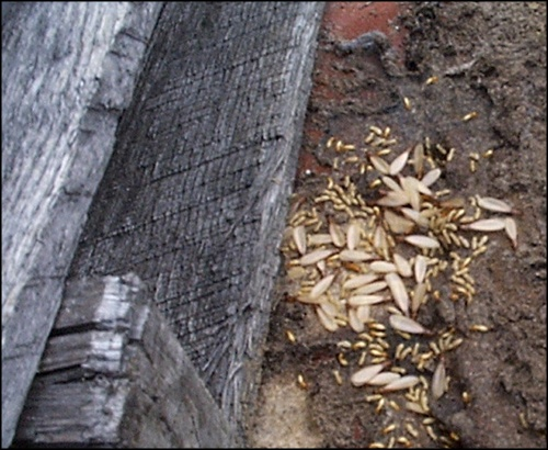 flying termites in indiana