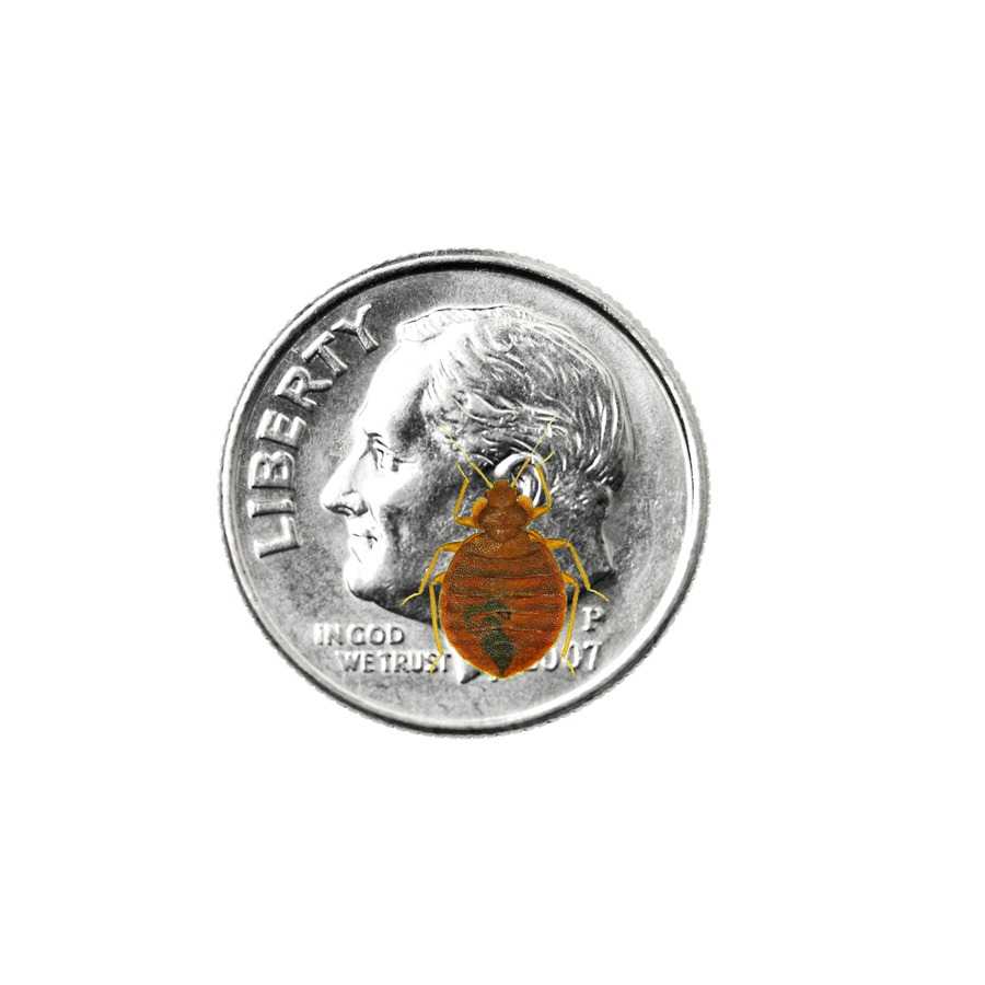 A bed bug is shown on top of a U.S. dime, illustrating the insect's small size relative to the coin—a reminder of why commercial bed bug services are essential for effective detection and control.