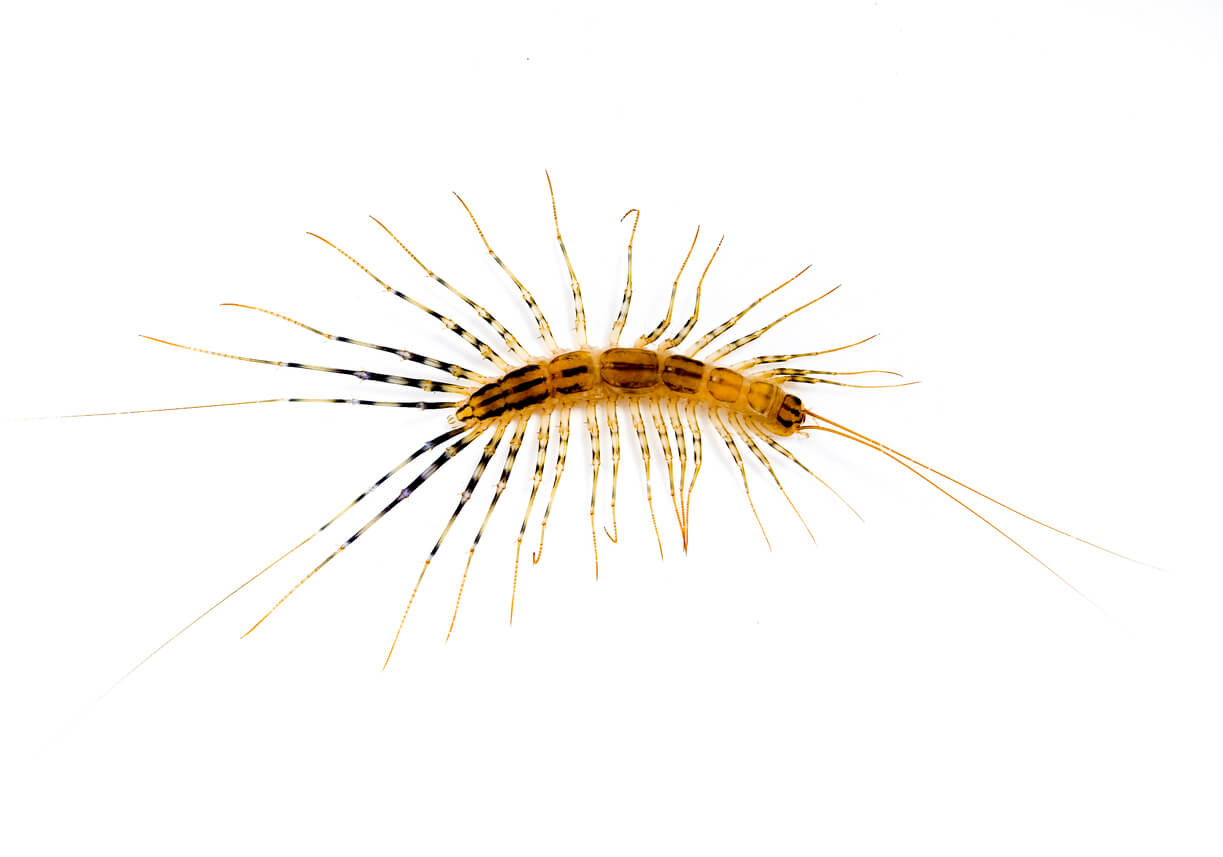 iStock-136754499 (1) Franklin Pest Solutions centipede control services