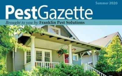 Summer Pests to Watch Out For This Season