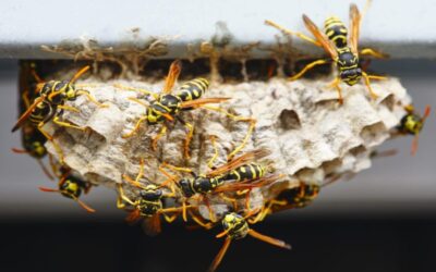 How to Keep Pesky Wasps Away