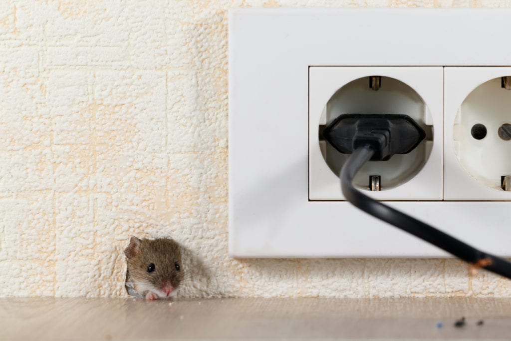 mouse in the house