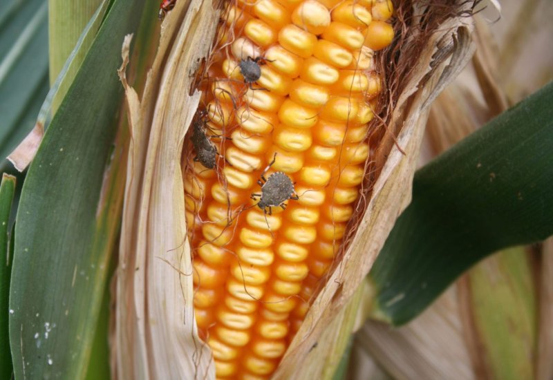 Why NOW is the Best Time Avoid Stink Bugs