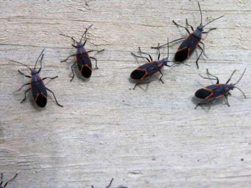 boxelder bugs on house