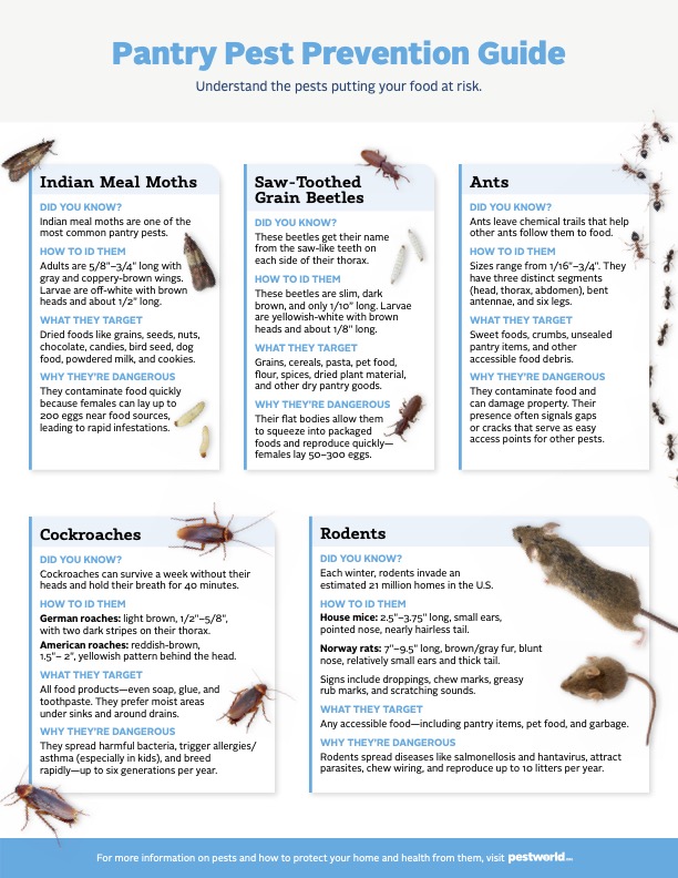 A chart titled "Pantry Pest Prevention Guide" shows images and facts about Indian meal moths, saw-toothed grain beetles, ants, cockroaches, and rodents, plus tips to help you avoid bugs in the pantry for a cleaner kitchen.
