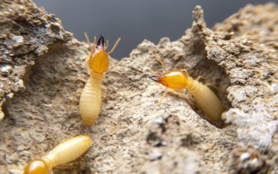 7 Things You Should Know About Termites