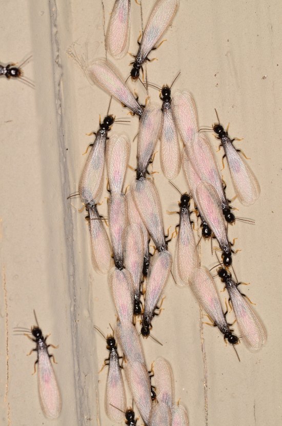 Subterranean Termite Swarmers