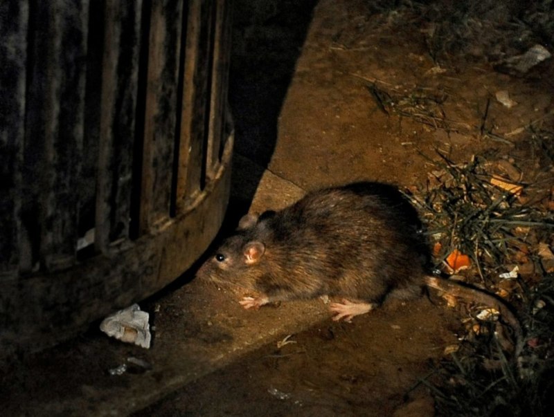 Rats061375976650 (1) (1)