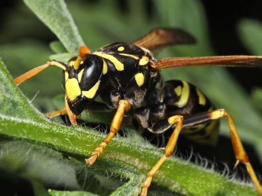 yellow jacket wasp