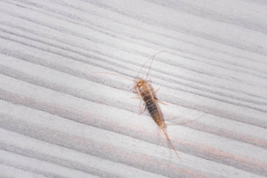 silverfish silverfish