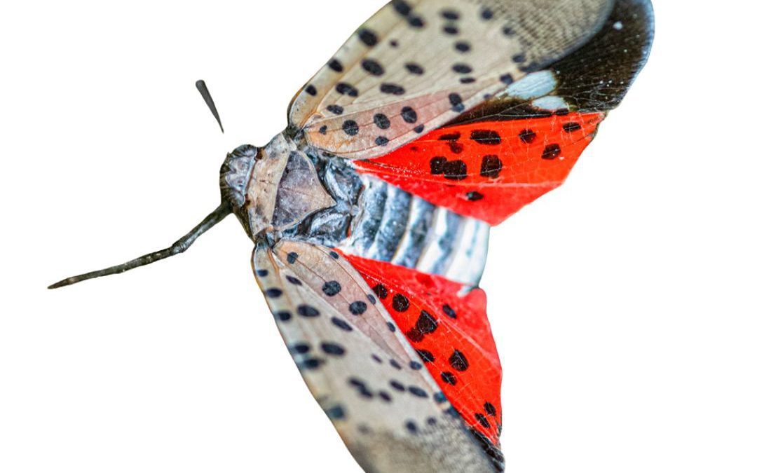 Spotted Lanternfly