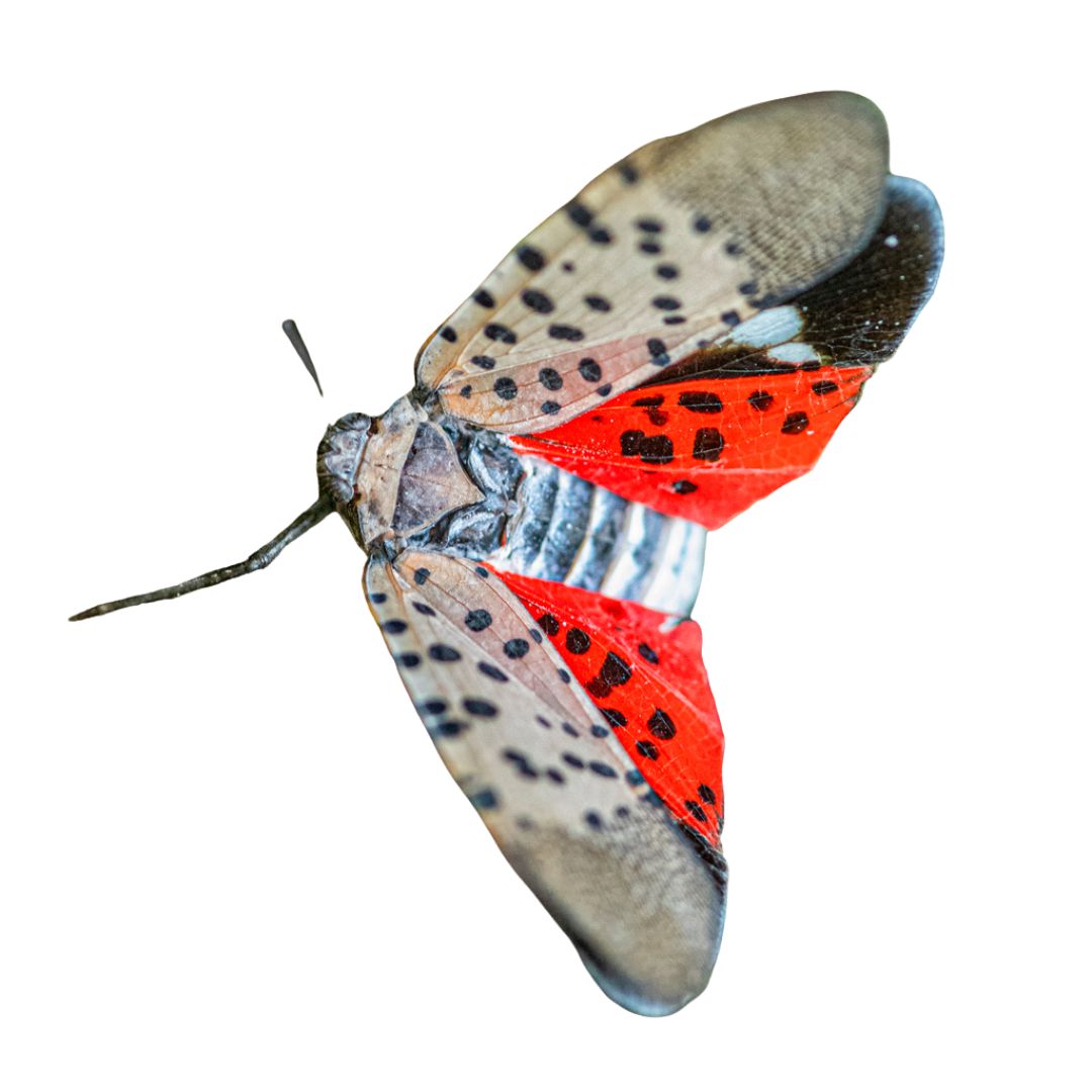 spotted lanternfly