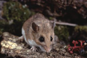 what does a deer mouse look like