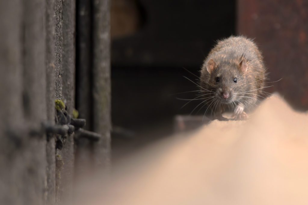 Mouse walking on ledge by Rose Pest Solutions