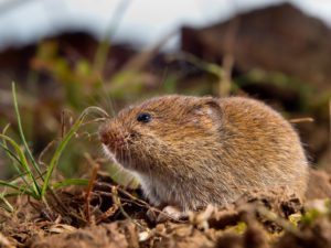 what does a vole look like