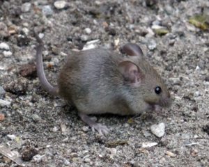 house mouse