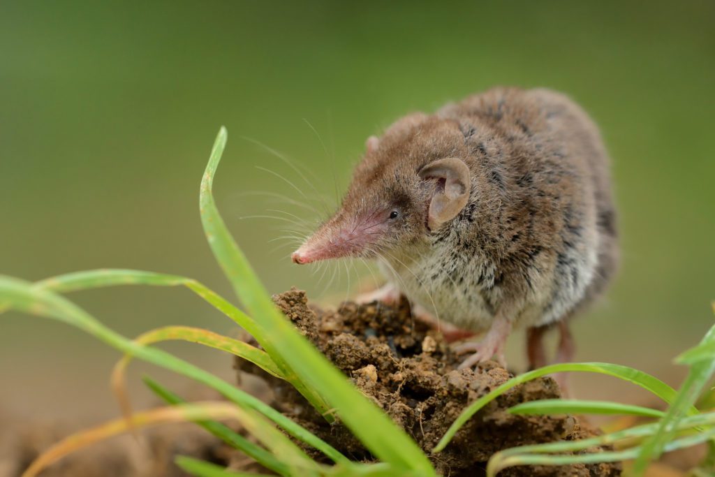 Shrew on dirt pile by Rose Pest Solutions