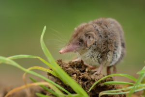 what does a shrew look like