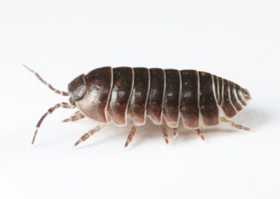 pillbug sowbug roly poly