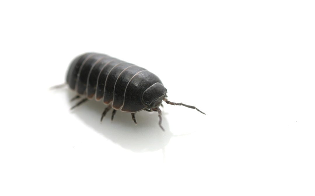 Pillbug