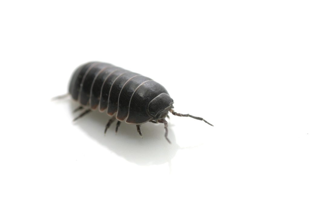 Pillbug