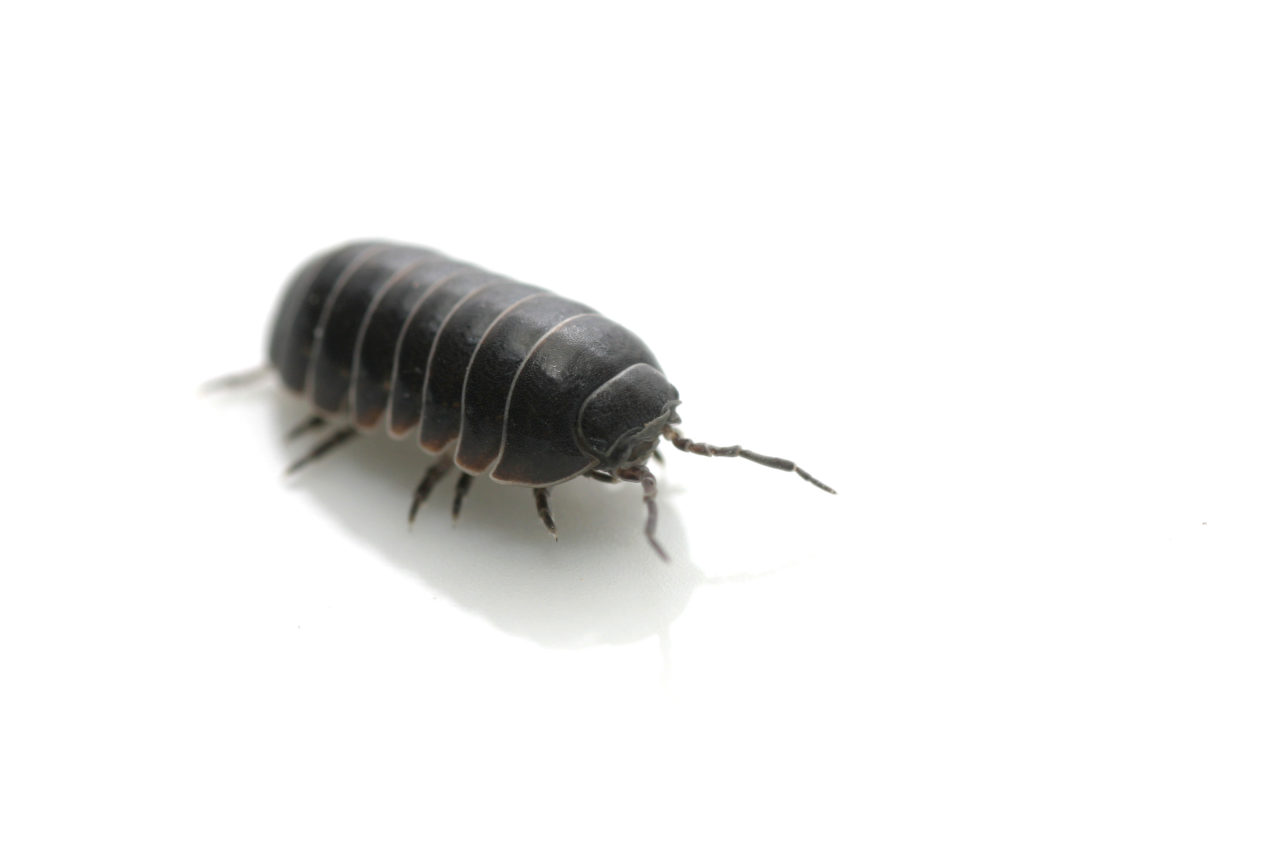 roly poly pillbug control