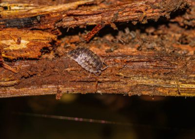 woodlouse on rotting wood