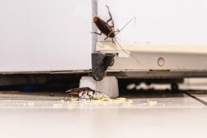 Poor sanitation habits can lead to cockroach invasions in Michigan City