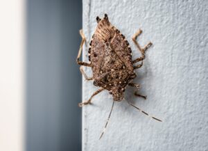 Brown marmorated stink bug on wall, upside down