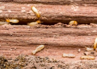 termites eating wood