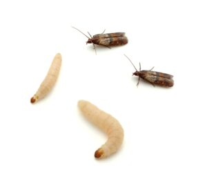Indian Meal Moth and larvae (Plodia interpunctella)