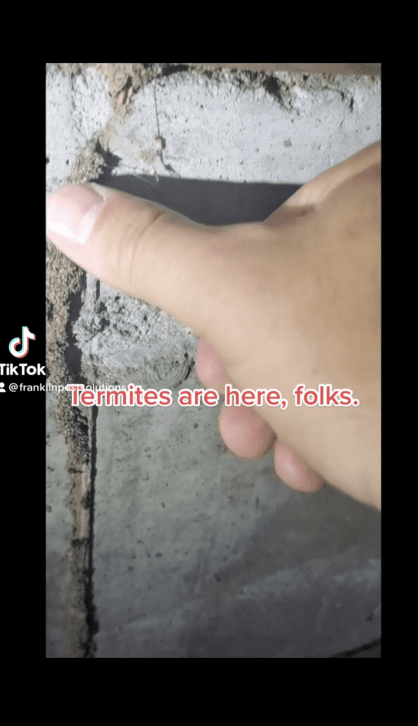 franklin pest solutions on tik tok demonstrates termite tube