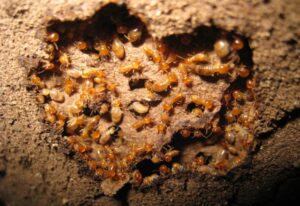 Colony of subterranean termites build nest beneath the tree trunk.